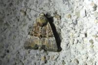Mesoligia furuncula