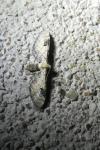 Eupithecia centaureata