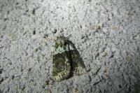Cryphia algae
