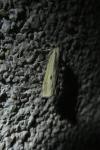 Agriphila inquinatella