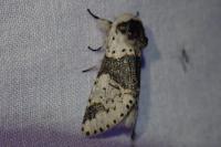 Furcula bicuspis