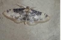Idaea filicata