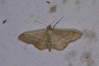 Idaea aversata