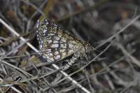 Chiasmia clathrata