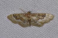 Idaea rusticata