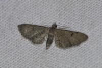 Eupithecia extraversaria