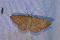 Idaea ochrata