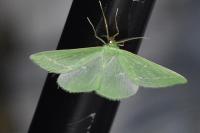Thetidia smaragdaria