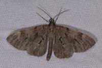 Epilobophora sabinata