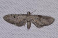 Eupithecia pimpinellata