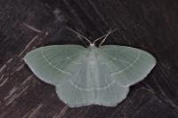 Hemistola chrysoprasaria
