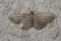 Philereme vetulata