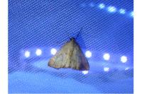Evergestis extimalis