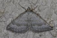 Scotopteryx bipunctaria