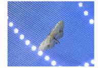 Idaea dimidiata