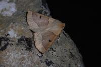 Crocallis elinguaria