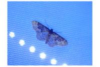 Idaea rusticata