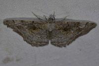 Alcis repandata