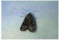 Noctua janthe/janthina