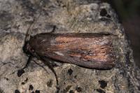 Nonagria typhae