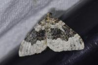 Epirrhoe galiata