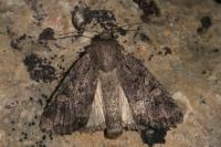 Luperina testacea
