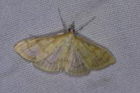 Paratalanta hyalinalis