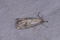 Catoptria falsella