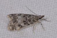 Eudonia lacustrata