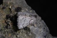 Trichiura crataegi