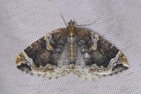 Eulithis prunata