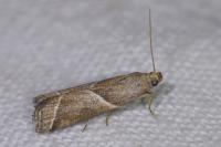 Nyctegretis lineana