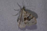 Xanthorhoe montanata