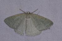 Pseudoterpna pruinata