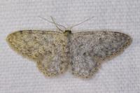 Idaea typicata