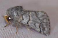Thaumetopoea pinivora
