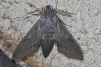 Hyles vespertilio