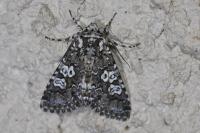 Lamprosticta culta