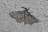 Dendrolimus pini pini