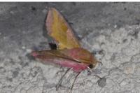 Deilephila porcellus