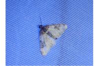 Xanthorhoe fluctuata