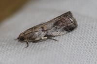 Acrobasis glaucella/fallouella
