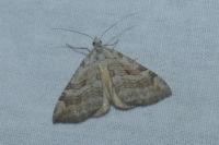 Aplocera efformata/plagiata