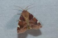 Cosmia diffinis