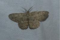 Hypomecis punctinalis