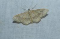 Idaea aversata