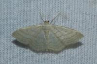 Idaea subsericeata