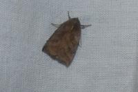 Ipimorpha retusa