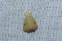 Rivula sericealis