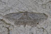 Idaea calunetaria